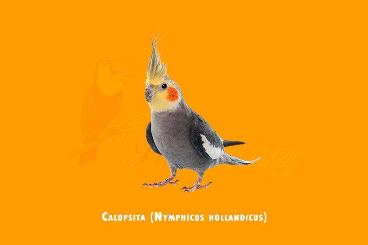 calopsita ( nymphicus hollandicus)