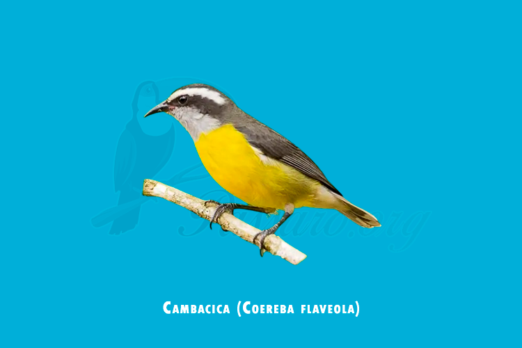 cambacica (coereba flaveola)