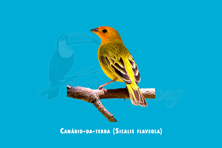 canario-da-terra (sicalis flaveola)