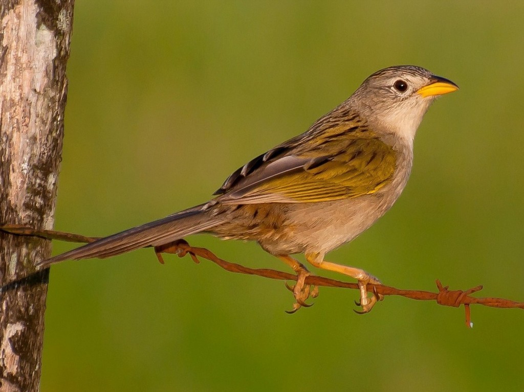 canario-do-campo