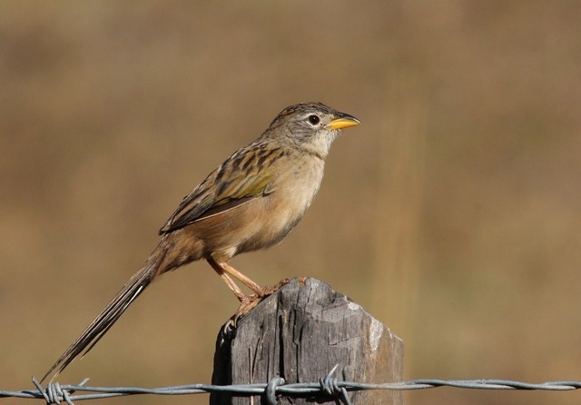 canario-do-campo