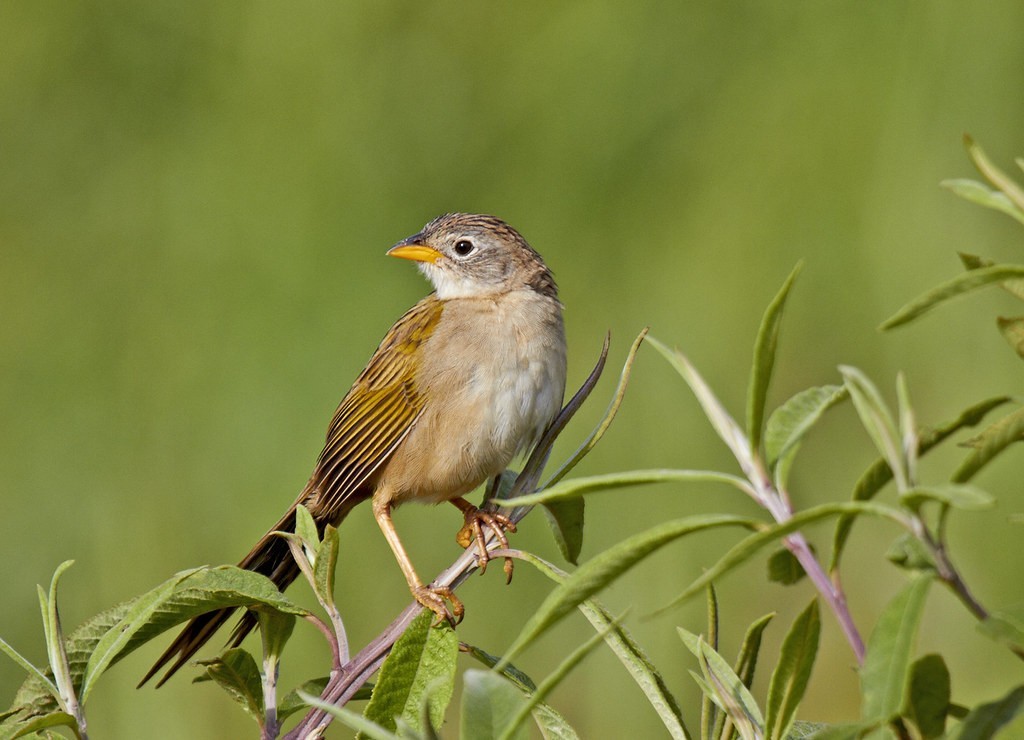 canario-do-campo