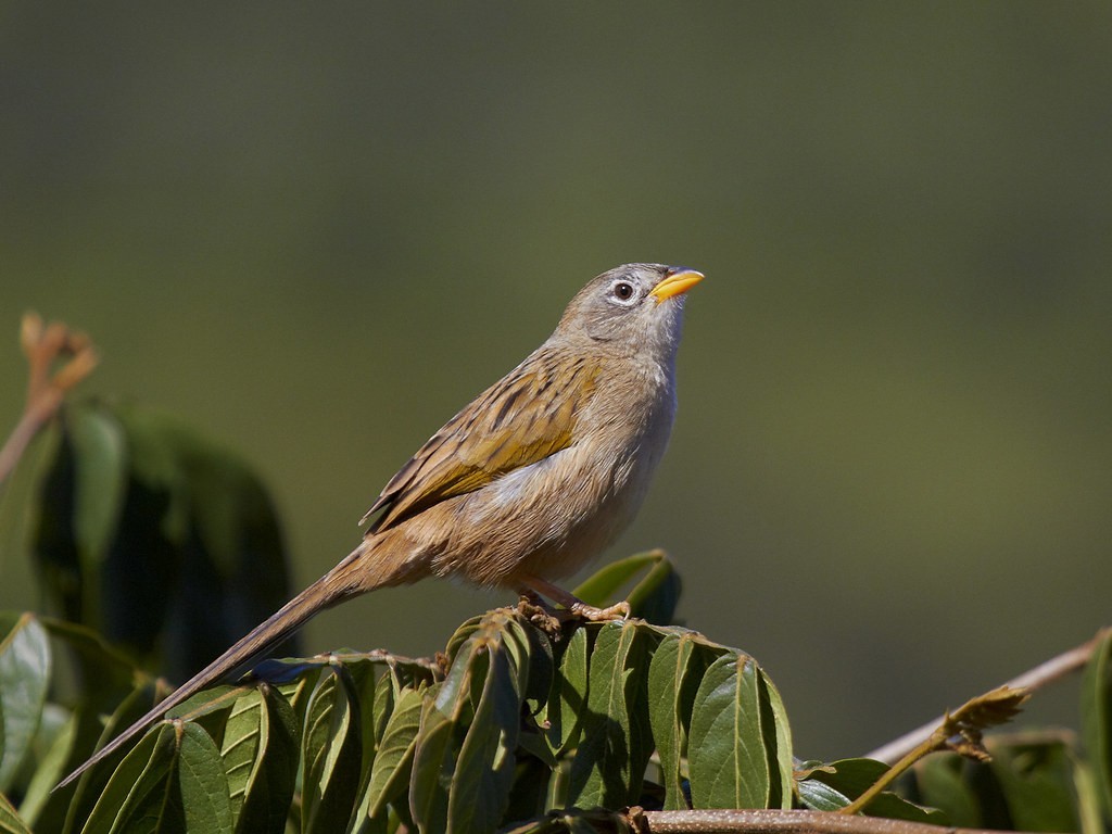 canario-do-campo