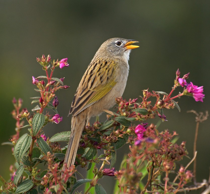 canario-do-campo