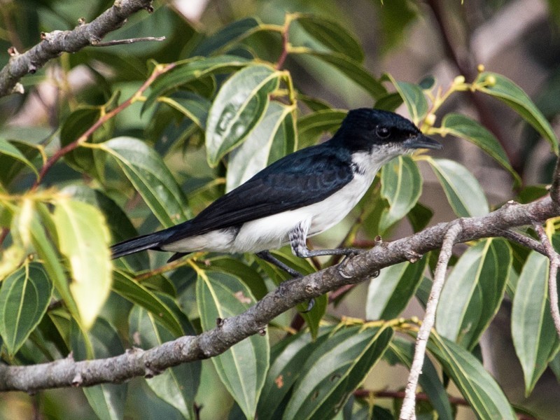 caneleiro-da-guiana 