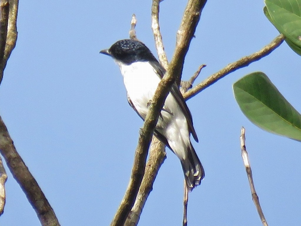 caneleiro-da-guiana 