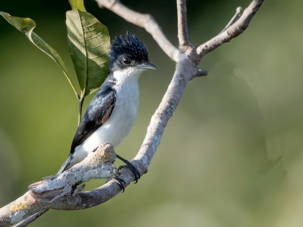 caneleiro-da-guiana 