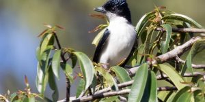 caneleiro-da-guiana