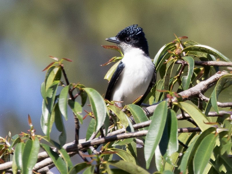 caneleiro-da-guiana