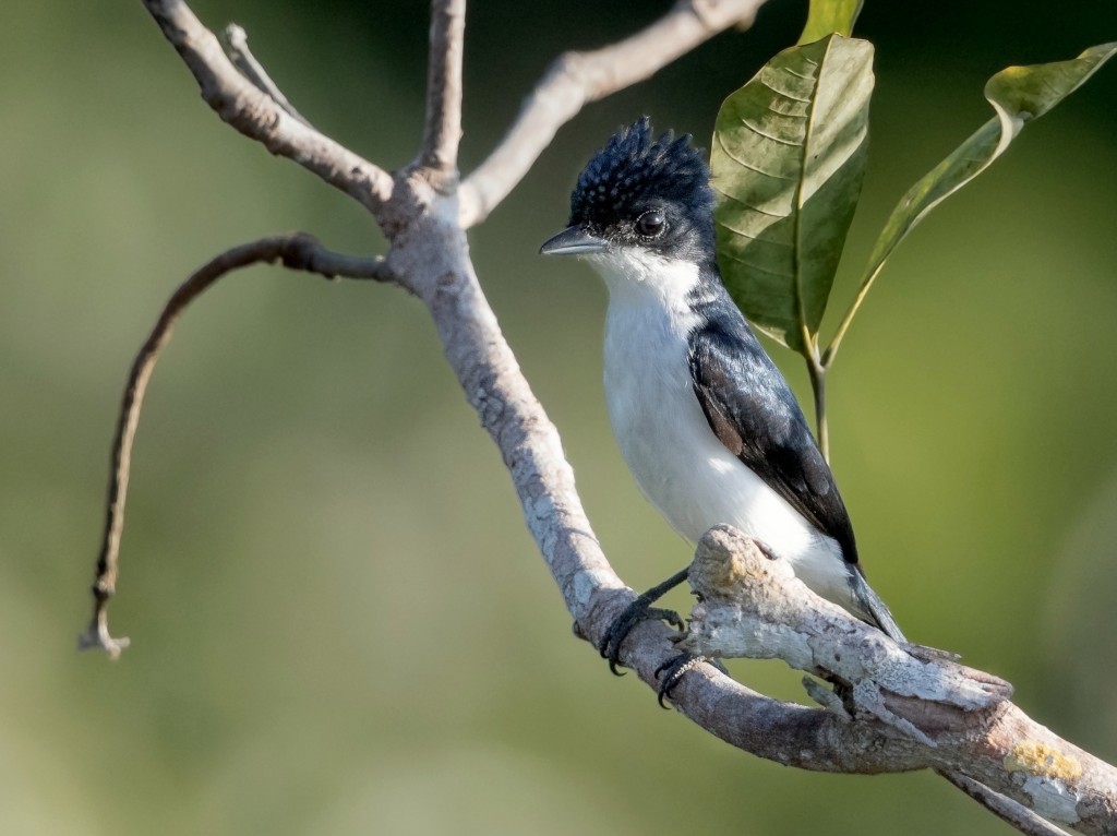 caneleiro-da-guiana