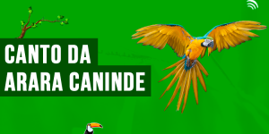 canto da arara caninde