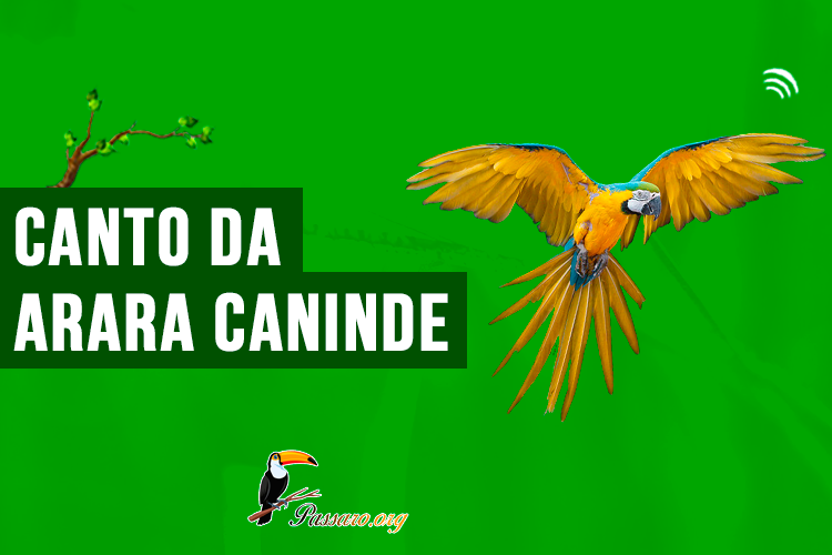 canto da arara caninde