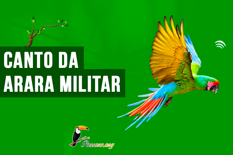 canto da arara militar