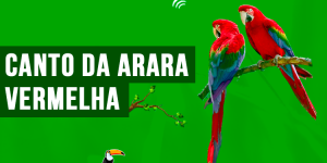 canto da arara vermelha