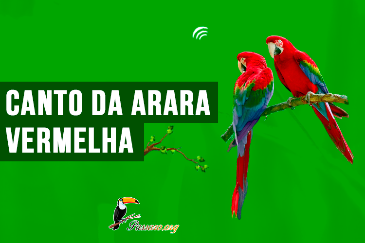 canto da arara vermelha