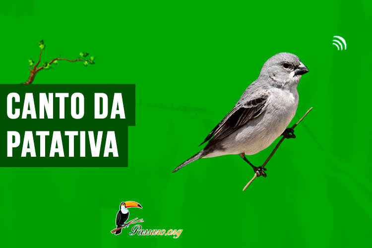 canto da patativa