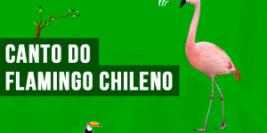 canto do flamingo chileno