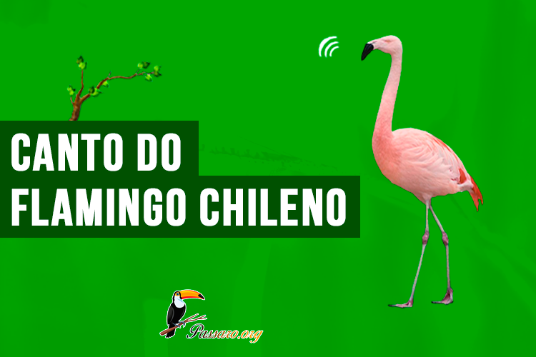canto do flamingo chileno