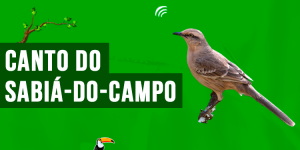 canto do sabia-do-campo