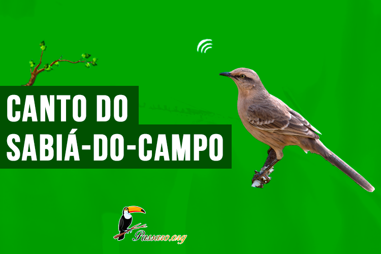 canto do sabia-do-campo