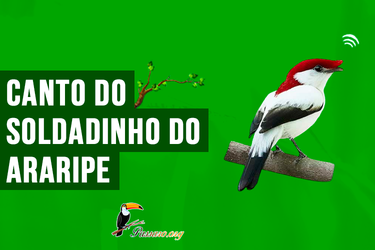 canto do soldadinho do araripe