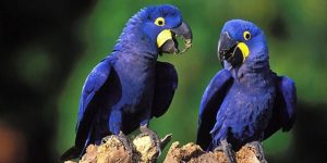 características da arara-azul-pequena