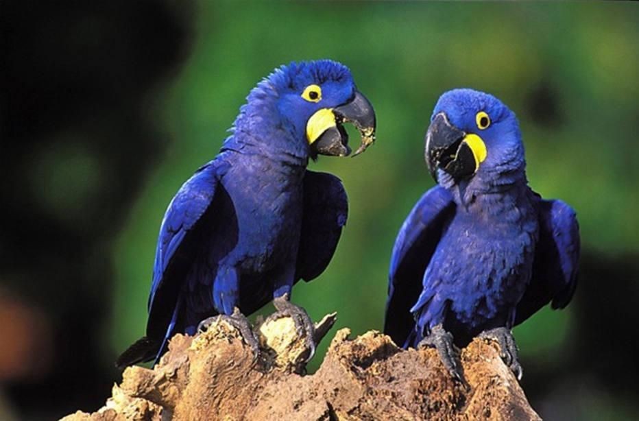 características da arara-azul-pequena