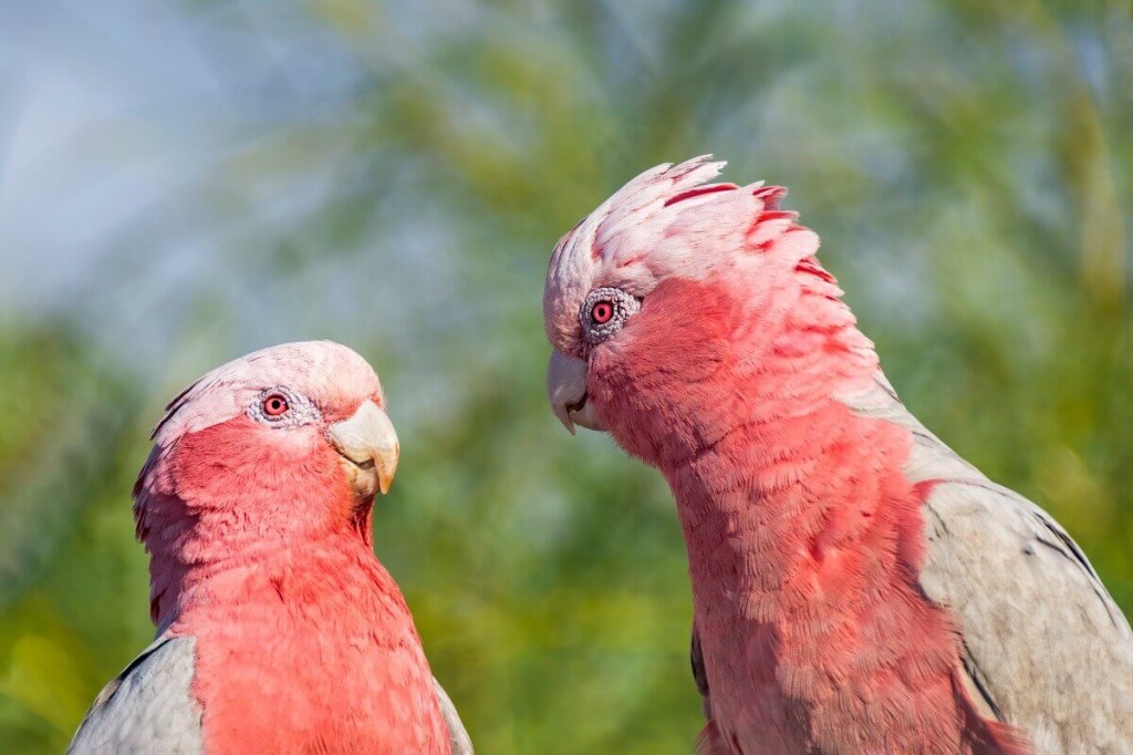 características da cacatua galah