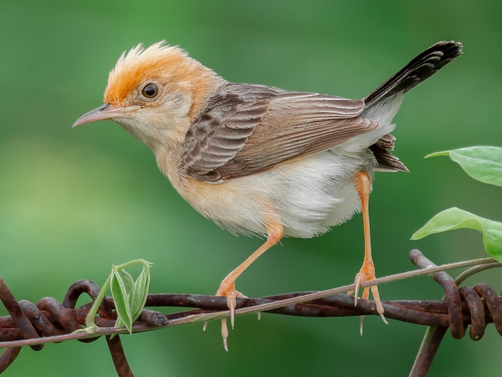 características da cisticola de cabeca dourada