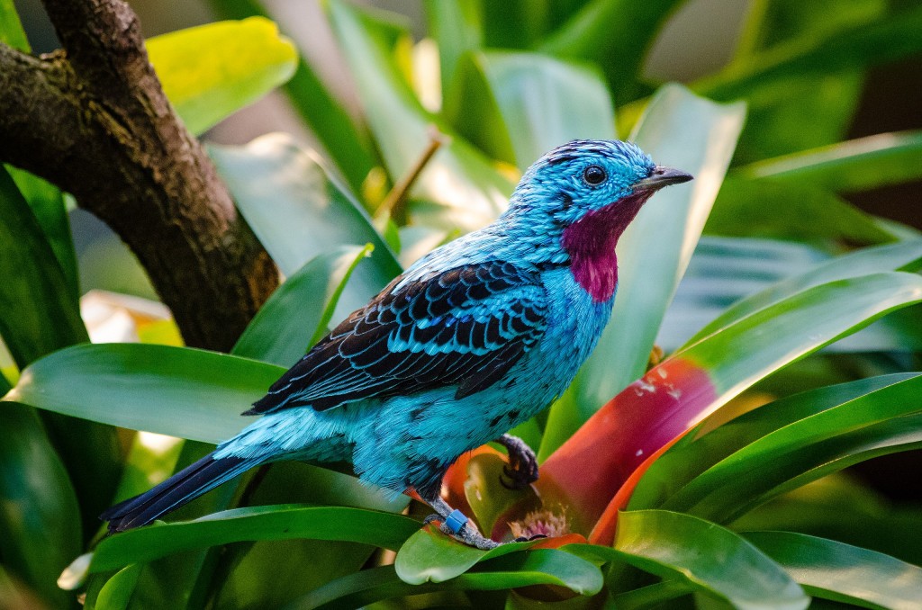 características do anambe-azul