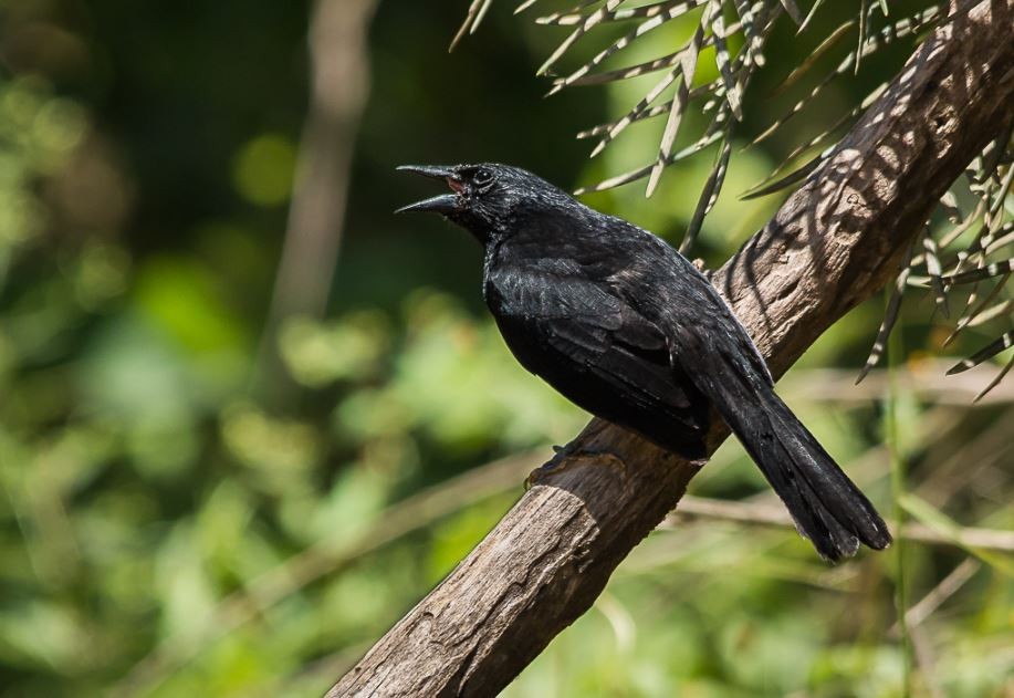 caracteristicas do anumara