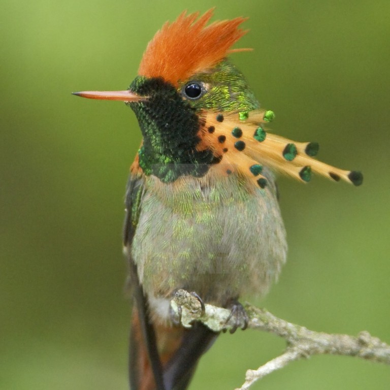 características do beija-flor-de-leque-canela