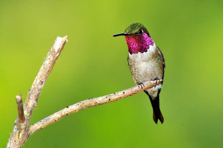 características do beija-flor estrelinha