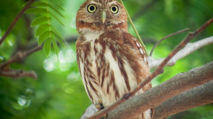 caracteristicas do cabure-de-pernambuco