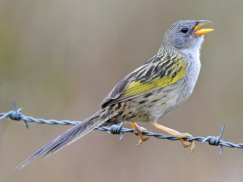 características do canario-do-campo