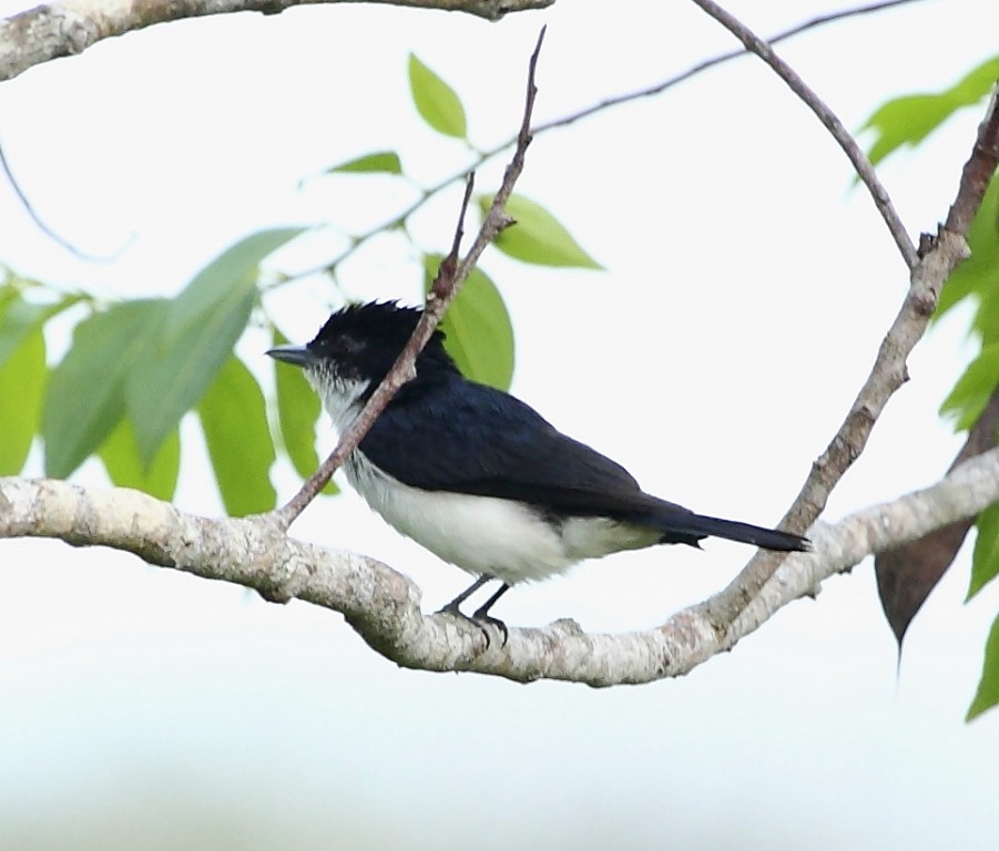 características do caneleiro-da-guiana