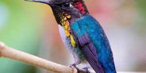 características do colibri-abelha-cubano
