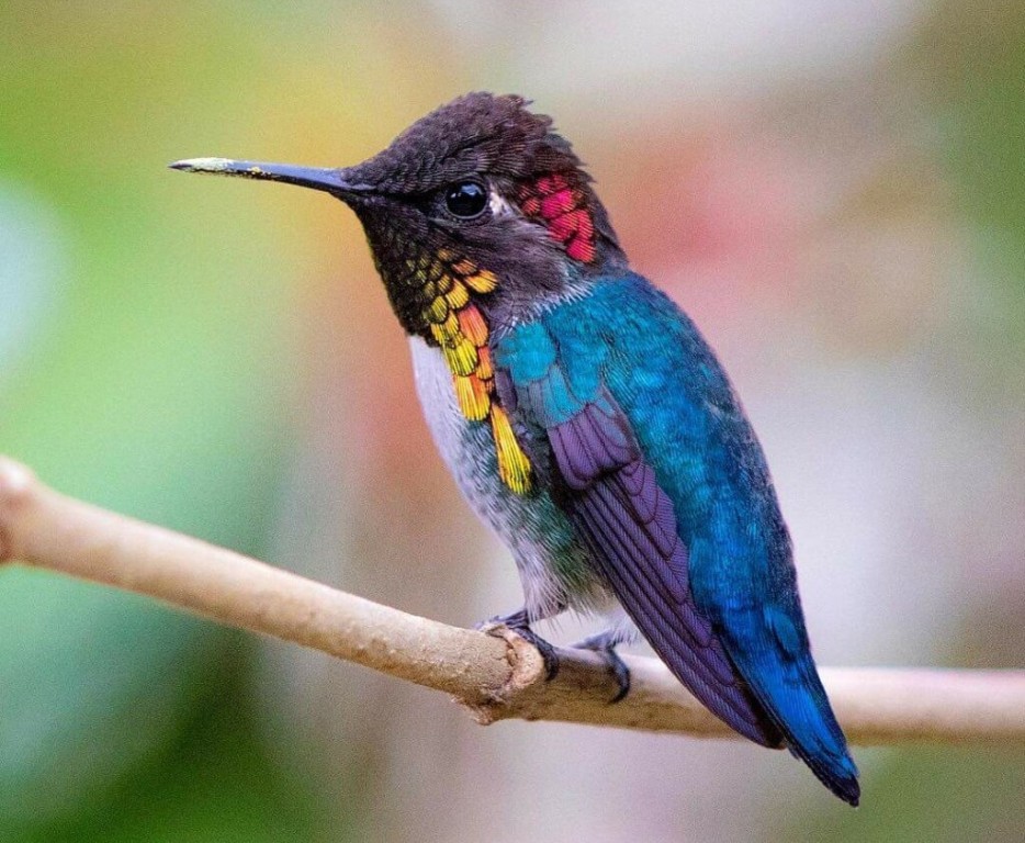características do colibri-abelha-cubano