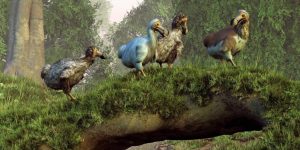 caracteristicas do dodo