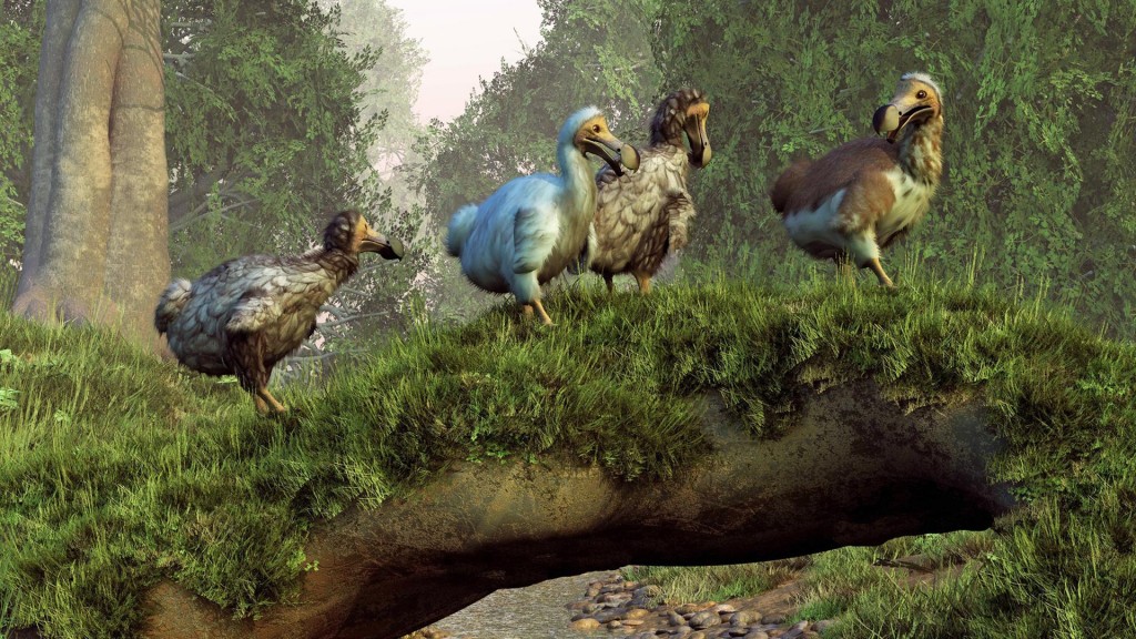 caracteristicas do dodo