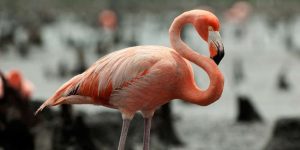 características do flamingo-americano