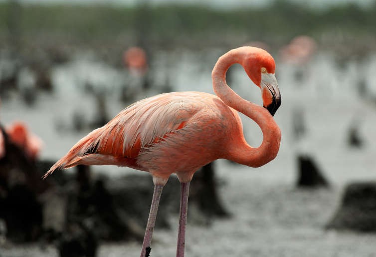 características do flamingo-americano