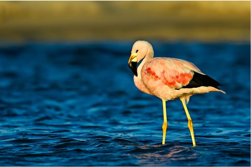 caracteristicas do flamingo-andino