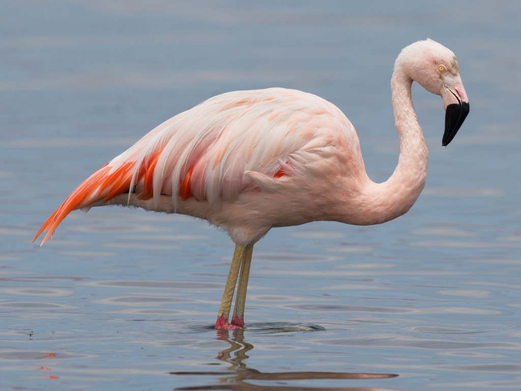 caracteristicas do flamingo-chileno