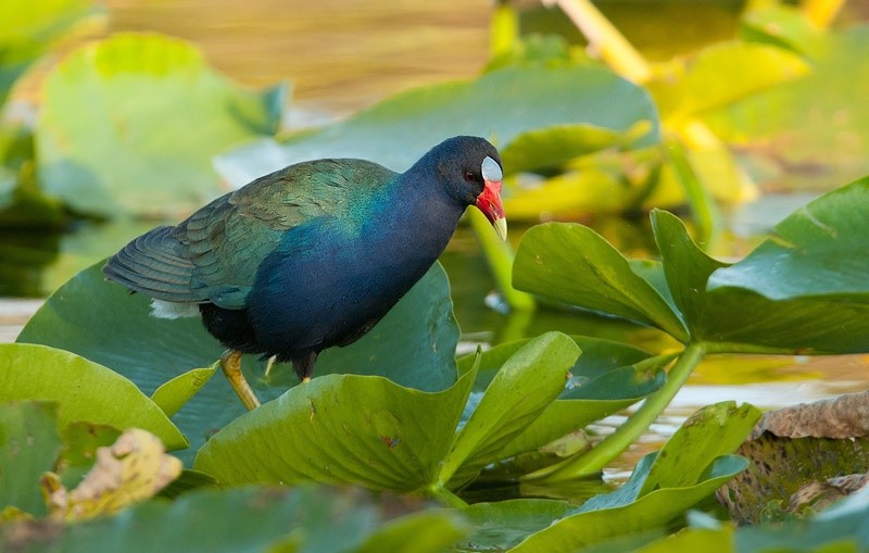 caracteristicas do frango-d'agua-azul