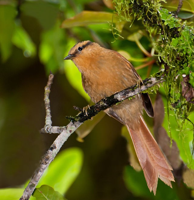 características do limpa-folha-do-nordeste