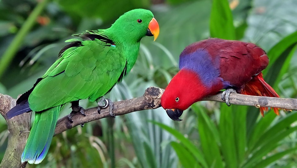 características do papagaio-ecletus