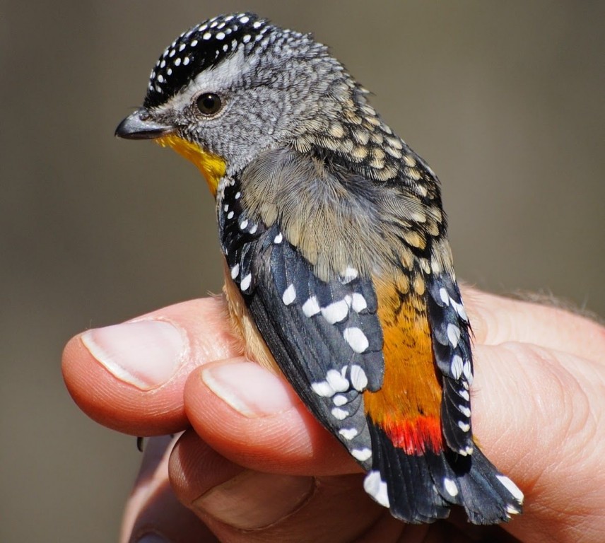 características do pardalote