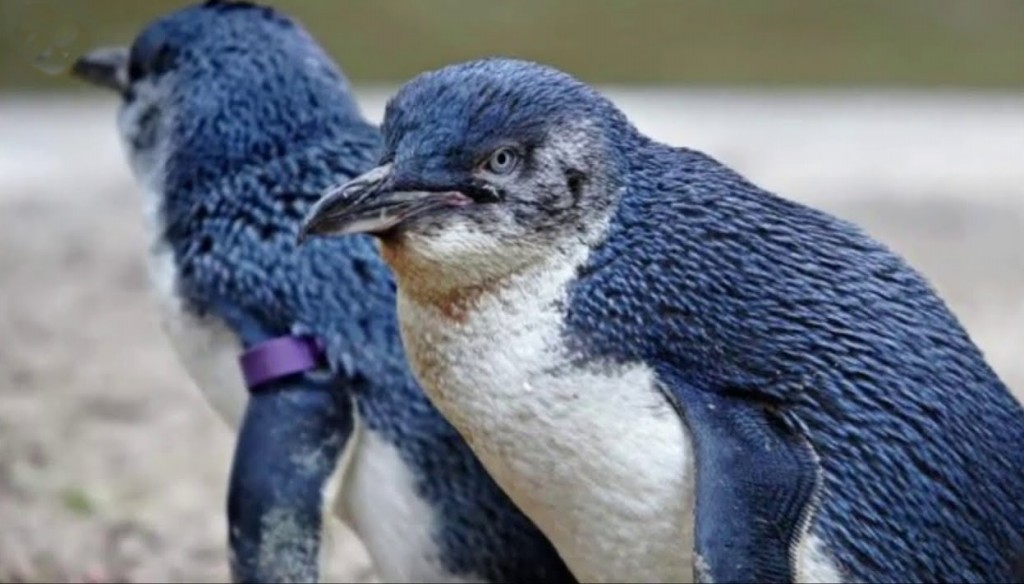 caracteristicas do pinguim-azul