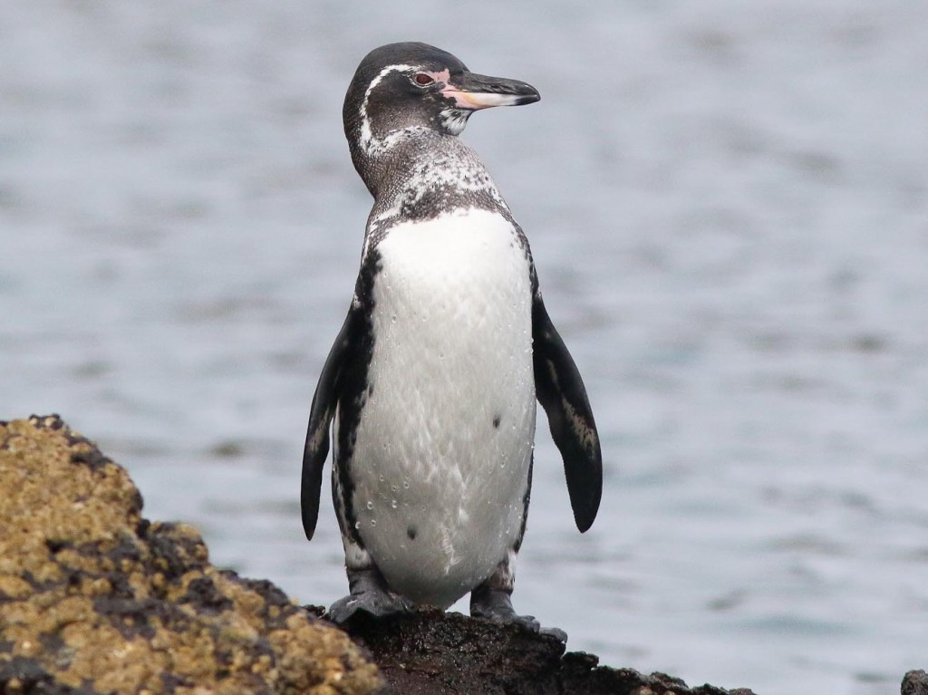 caracteristicas do pinguim-das-galapagos